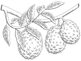 Durian Kampung Premium