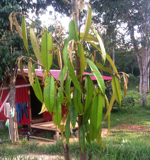 Anak benih Duri Hitam