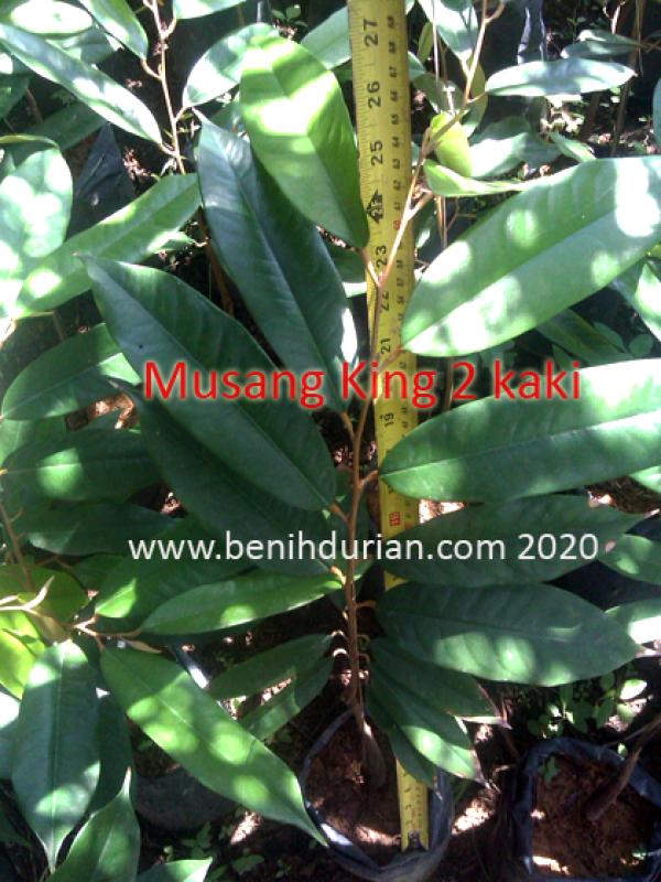 Musang King 2 kaki