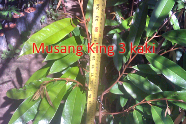 Anak durian Musang King 3 kaki