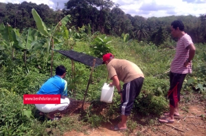 Berbaloi tak tanam durian musang king ?