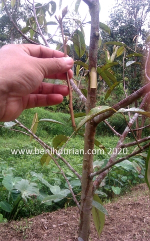 Anak penanti durian kampung vs anak durian kahwin